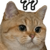 :cat_question: