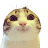 :cat: