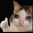 :cat_ok: